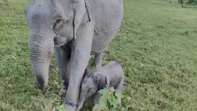 Kaziranga’s elephant Kuwari welcomes calf ‘Mayabini’