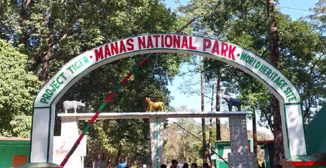 Tiger population on the rise in Manas National Park, tourists flock to the World Heritage Site