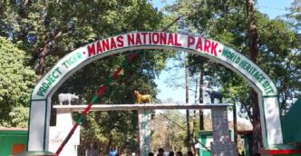 Tiger population on the rise in Manas National Park, tourists flock to the World Heritage Site