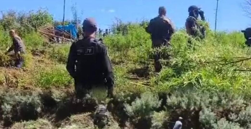 Meghalaya authorities destroy 10 tonnes of illegal cannabis in East Khasi Hills