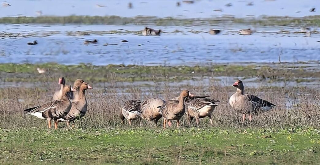 Academia and civil society call for Ramsar tag for Rowmari–Donduwa wetlands in Laokhowa Sanctuary