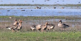 Academia and civil society call for Ramsar tag for Rowmari–Donduwa wetlands in Laokhowa Sanctuary