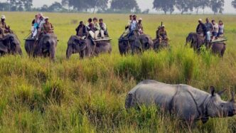 Kohora range opens, tourists return to Kaziranga’s wild heart
