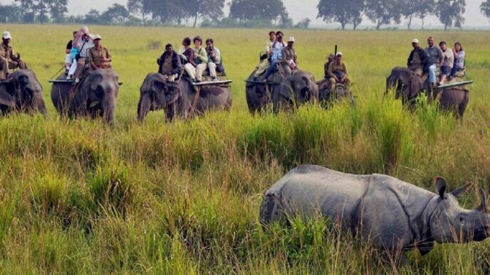 Kohora range opens, tourists return to Kaziranga’s wild heart