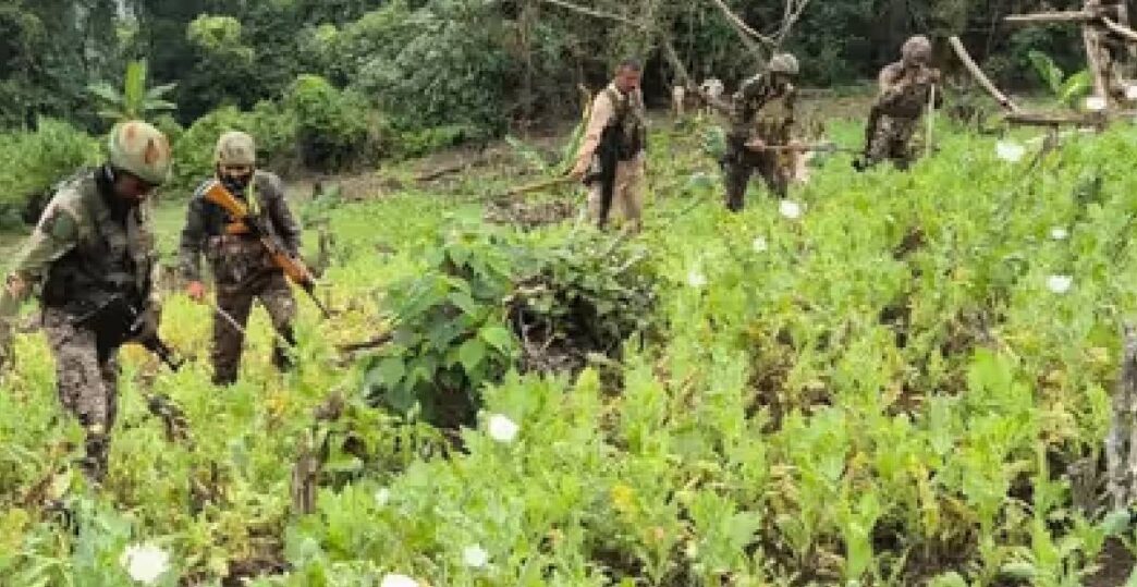 Security forces wipe out large poppy fields in Manipur, arrest 8 militants in separate drive