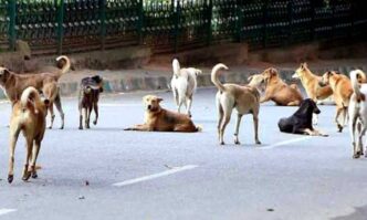SC orders states to remove stray cattle, dogs from roads for public safety