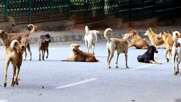 SC orders states to remove stray cattle, dogs from roads for public safety