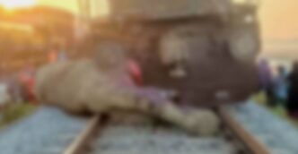 Seven wild elephants killed as Rajdhani Express derails in Assam; no passenger hurt