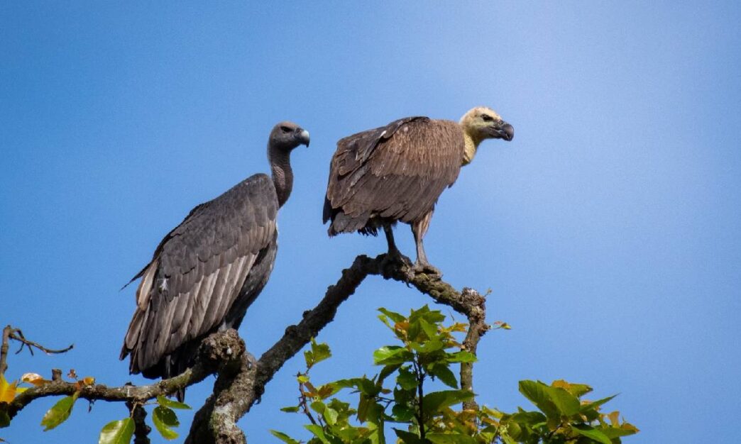 Critically endangered vultures to return to the wild through release plan in Kaziranga