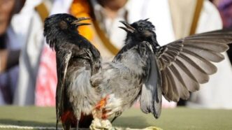 Bulbuli bird fights banned in Kamrup ahead of Magh Bihu, Hajo event cancelled again