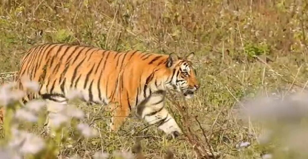 Manas National Park sees encouraging rise in tiger sightings