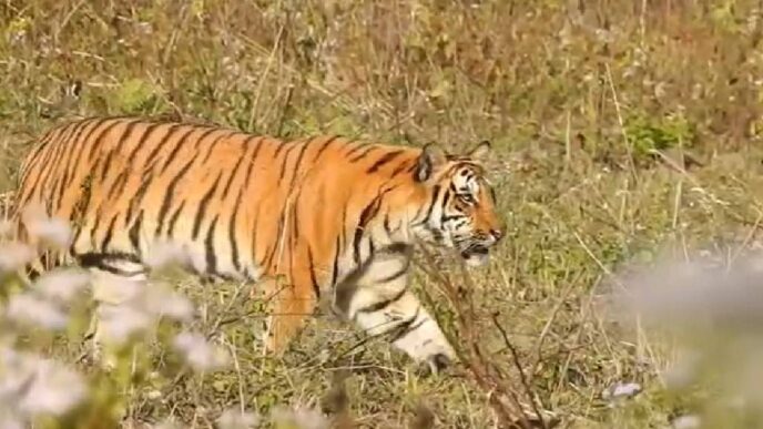 Manas National Park sees encouraging rise in tiger sightings