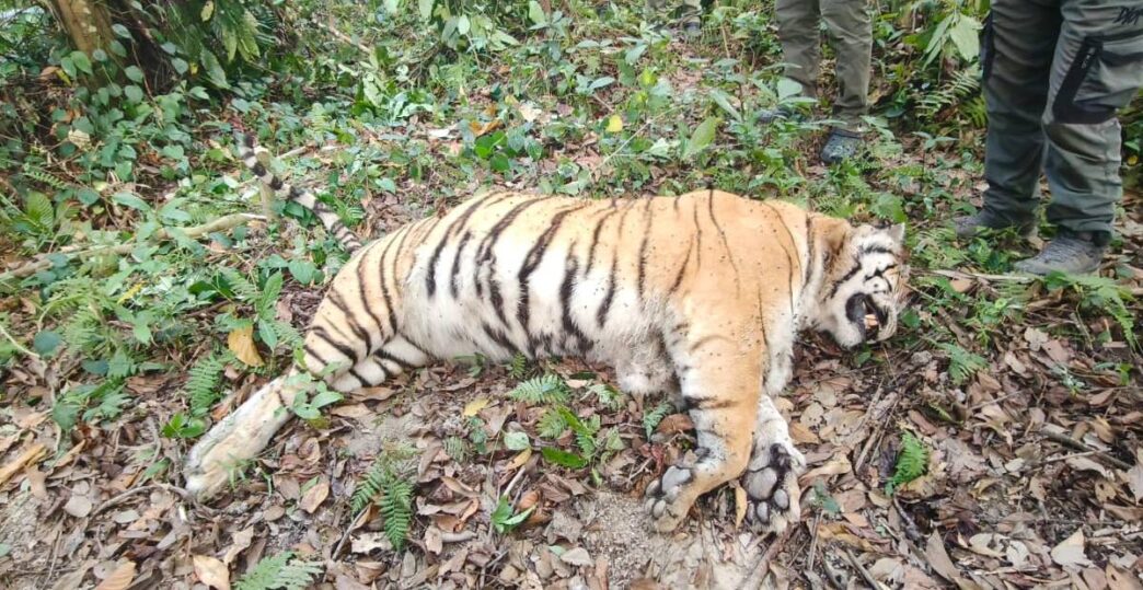 Female tiger found dead in Kaziranga National Park